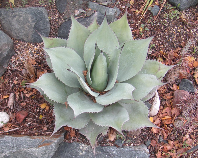 cold hardy agaves
