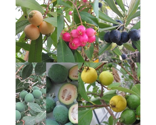 exotic fruit plants