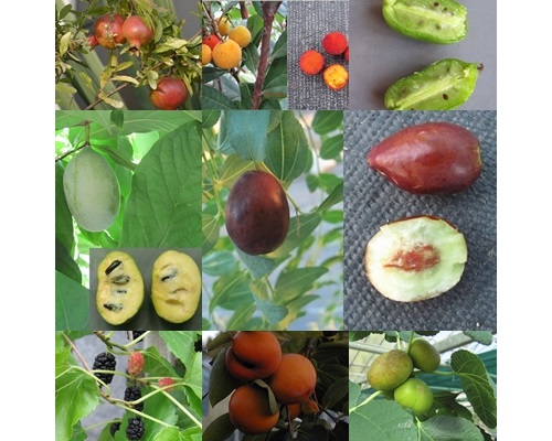 cold hardy fruit plants