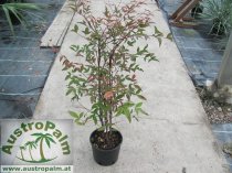 Nandina domestica 50/60cm