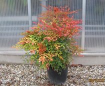 Nandina domestica 50/60cm