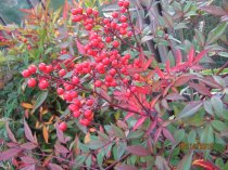 Nandina domestica 50/60cm