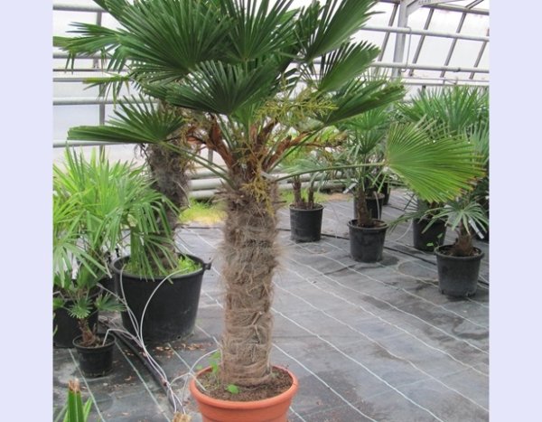 Trachycarpus wagnerianus 70/80cm