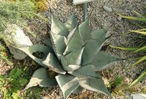 Agave neomexicana 10cm dm - BIO