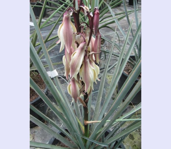 Yucca baccata 25/30cm dm - BIO
