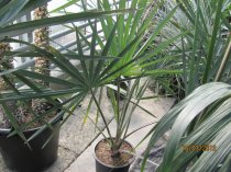 Bismarckia nobilis 130/140cm