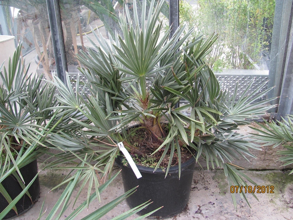 Trithrinax campestris 110/120cm