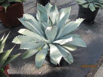 Agave guadalajariana dm25cm