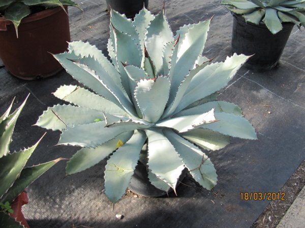 Agaves