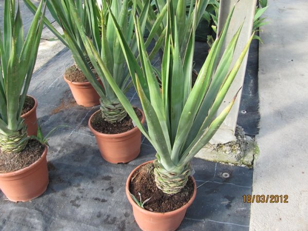 Agave sisalana 110cm trunk 20cm