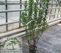 Arbutus unedo 80/100cm