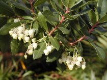 Arbutus unedo 80/100cm