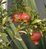 Punica granatum 70cm