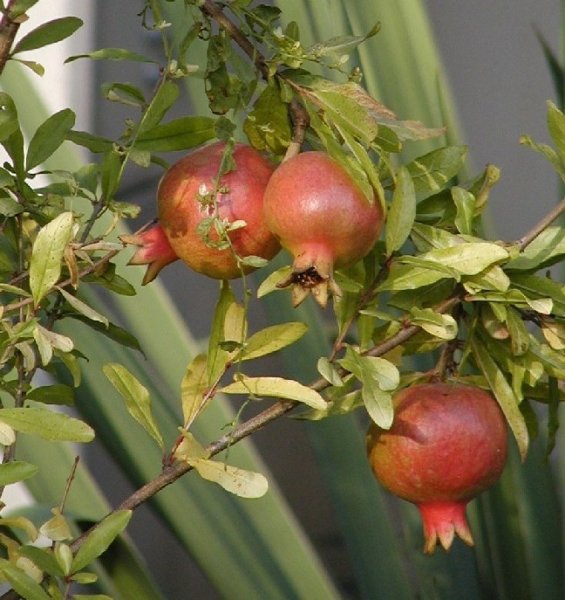 Punica granatum 70cm
