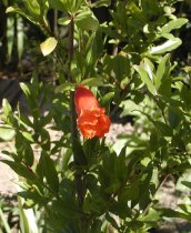 Punica granatum 70cm