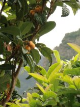 Eriobotrya japonica 220cm