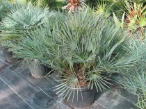 Chamaerops humilis var cerifera 90cm
