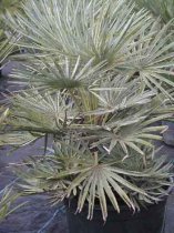 Chamaerops humilis var cerifera 90cm