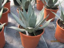Agave neomexicana 30cm dm