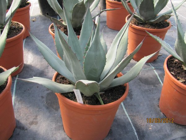 Agave neomexicana 30cm dm