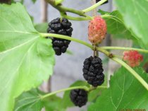 Morus alba pendula 250cm