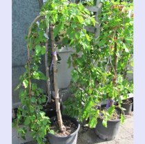 Morus alba pendula 250cm
