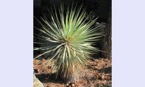 Yucca thompsoniana 60cm