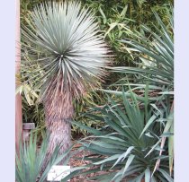 Yucca thompsoniana 60cm