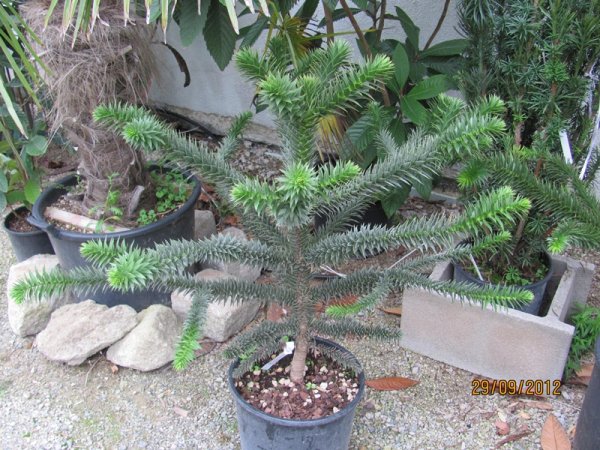 Araucaria araucana 80/100cm