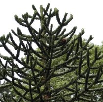 Araucaria araucana 80/100cm