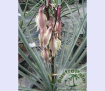 Yucca baccata 100/110cm
