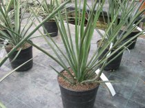 Yucca torreyi 100/110cm