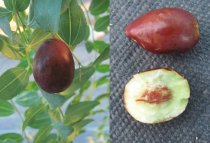 Ziziphus jujuba 160cm