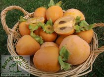 Diospyros kaki ″Chocolatino″ 180cm