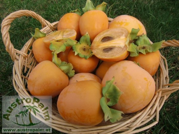 Diospyros kaki "Chocolatino" 180cm