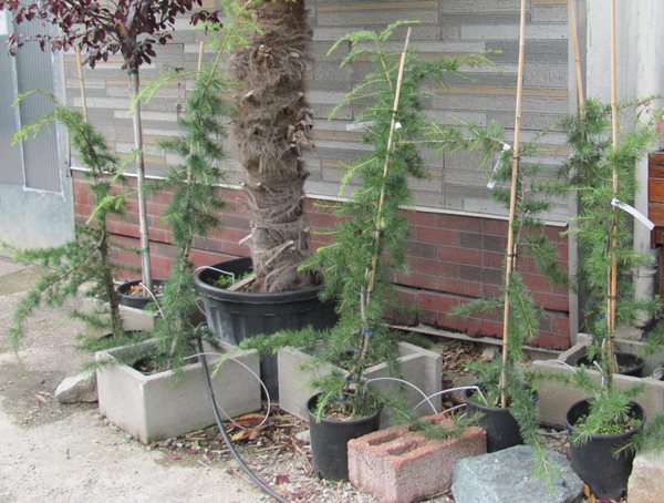 Cedrus deodara pendula 160/180cm