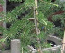 Cedrus deodara pendula 160/180cm