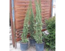 Cupressus sempervirens 110/120cm