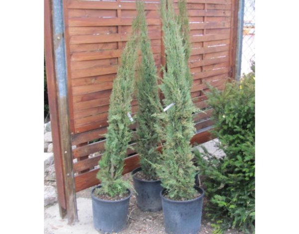 Cupressus sempervirens 110/120cm