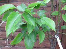 Pyrus pyrifolia "Konsui"- Nashi 180cm