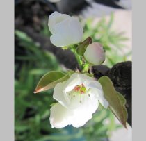 Pyrus pyrifolia "Konsui"- Nashi 180cm