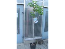 Ficus carica ″Portogallo″ 160/170cm