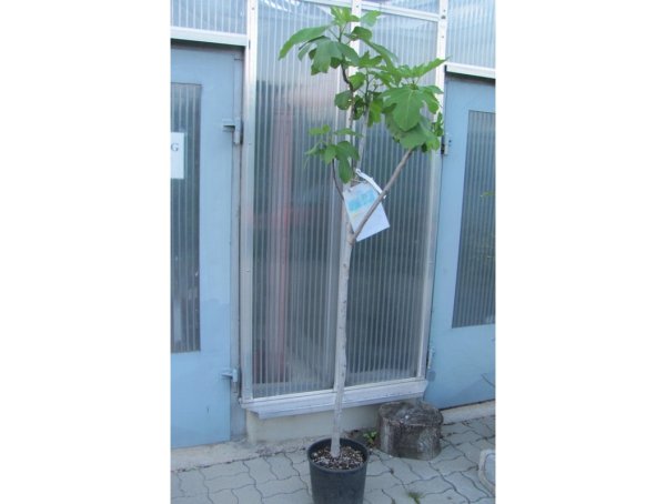 Ficus carica "Portogallo" 160/170cm