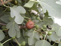 Ficus carica "Portogallo" 160/170cm