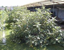 Ficus carica "Portogallo" 160/170cm