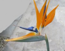 Strelitzia juncea 10/20cm