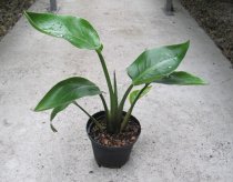 Strelitzia nicolai 20/30cm - BIO