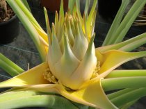 Musella lasiocarpa trunk 30/40cm, 100/120cm