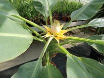 Musella lasiocarpa trunk 30/40cm, 100/120cm