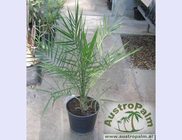Phoenix canariensis 70/80cm - BIO